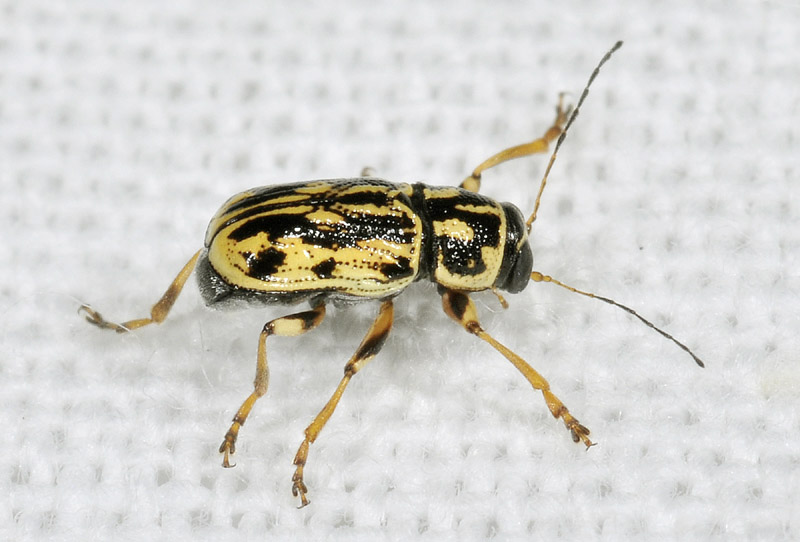 cfr. Pachybrachis hippophaes o P. ruffoi,  Chrysomelidae